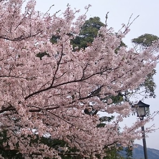 春の桜の時期